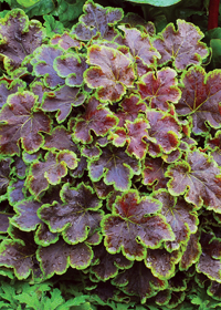 Heucherella 'Solar Eclipse'